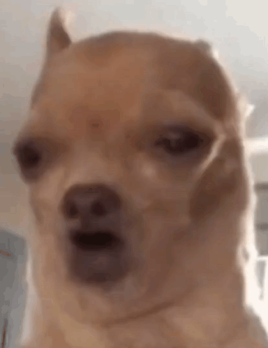 Close-Up Dog Funny Face Mouth Open