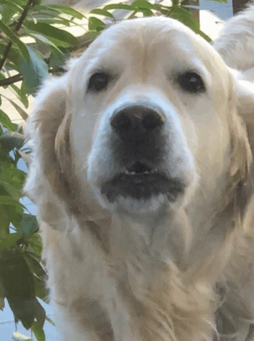 Close Up Dog Looking At Camera GIF