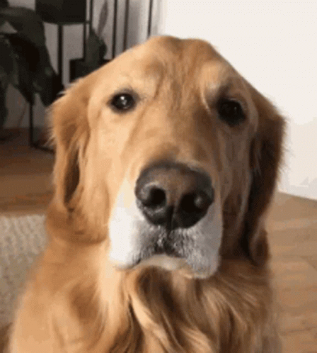Close Up Dog Looking at Camera