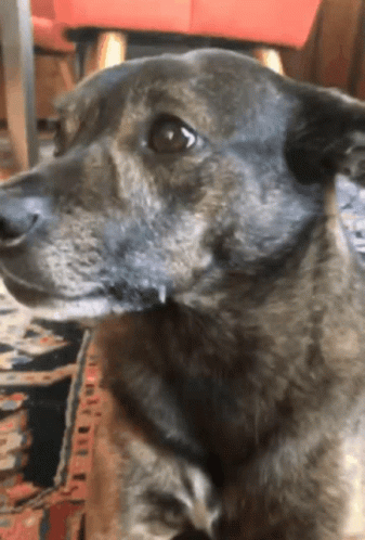 Close-Up Dog Looking at Camera With Red Chair