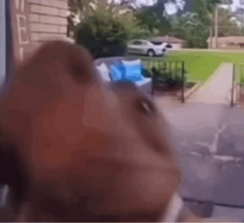 Close Up Dog Looking Out Window