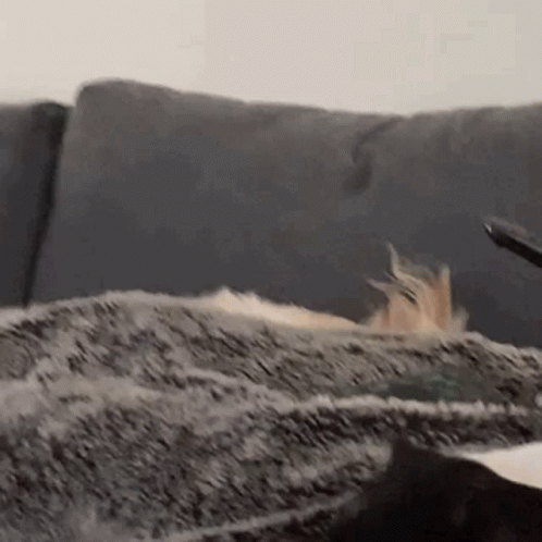 Close Up Dog Lying On Couch Head On Blanket GIF
