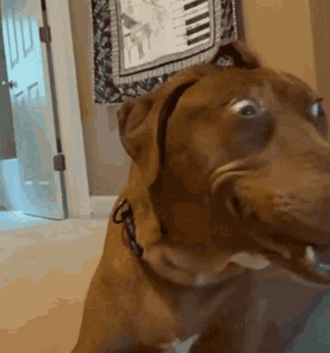 Close Up Dog Making Funny Face in Front of Piano