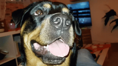 Close Up Dog Tongue Hanging Out