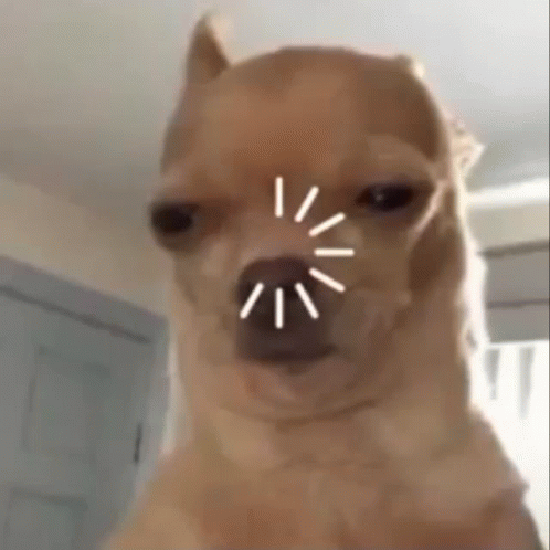 Close Up Dog With Circle Around Nose GIF