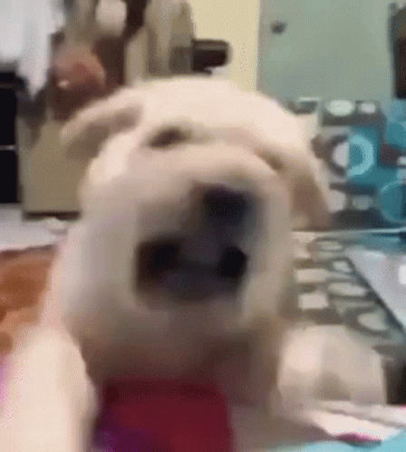Close Up Dog With Mouth Open Looking at Camera