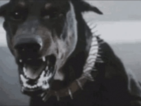 Close Up Dog with Mouth Open Showing Teeth