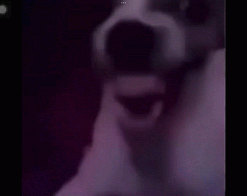 Close Up Dog with Open Mouth