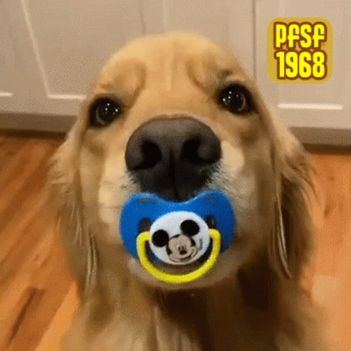 Close Up Dog With Pacifier 1968 GIF