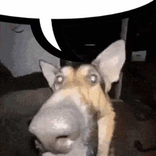 Close Up Dog with Speech Bubble