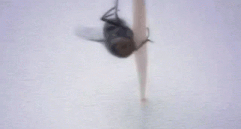 Close Up Fly Saying Muahahaahga GIF