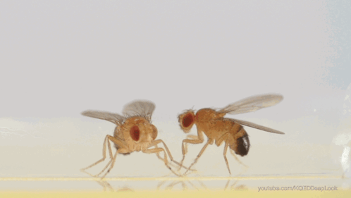 Close Up Fly YouTube.com