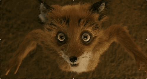 Close Up Fox Face Looking Up