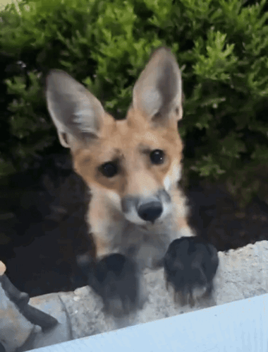 Close Up Fox Face Over Fence