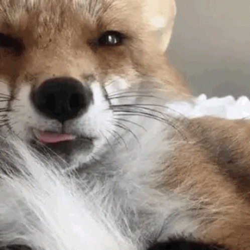 Close Up Fox With Tongue Out