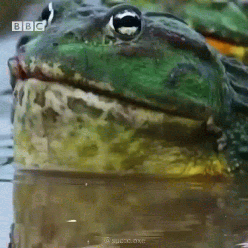 Close Up Frog in Water With BBC Logo