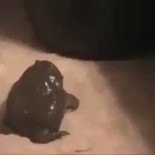 Close Up Frog on Arm