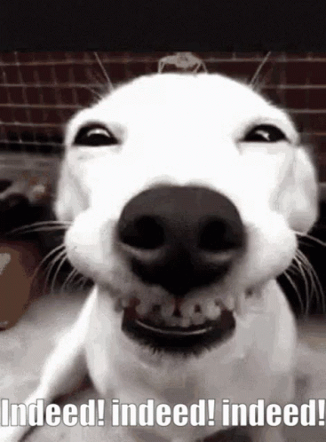 Close Up Funny Dog Meme Smile GIF