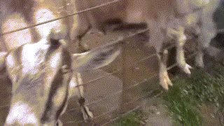 Close Up Funny Goat Smiling GIF