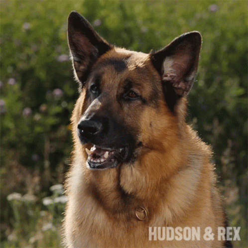 Close Up German Shepherd With Hudson & Rex