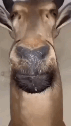 Close Up Giraffe With Water From Mouth