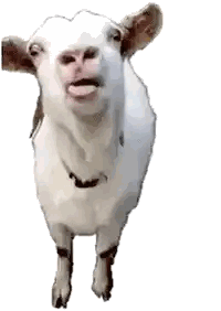 Close Up Goat Tongue Out