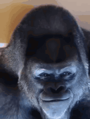 Close Up Gorilla Smiling