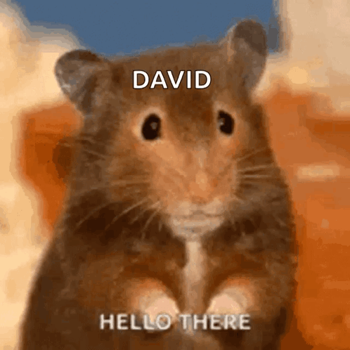 Close Up Hamster Named David