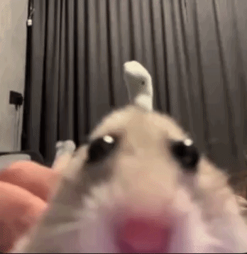 Close Up Hamster With Socks on Head