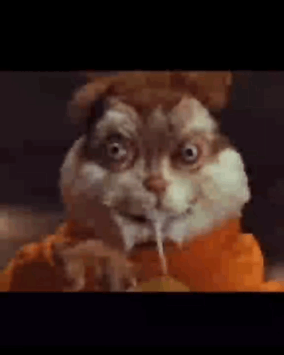Close Up Hamster With Squirrel Face Coming Out GIF