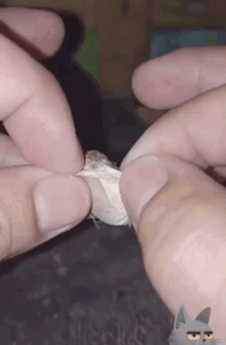 Close Up Hands Holding Something With Cat Face