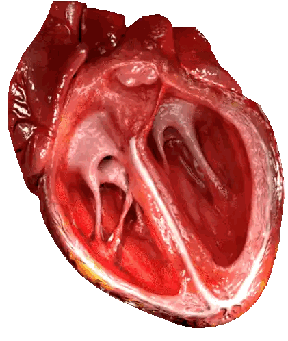 Close Up Human Heart