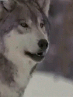 Close Up Husky Looking At Camera GIF