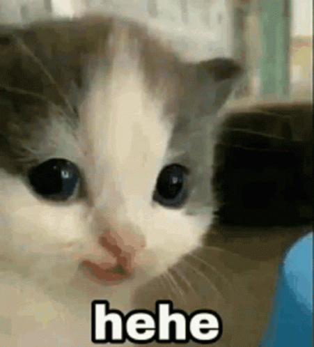 Close Up Kitten Face With Hee GIF