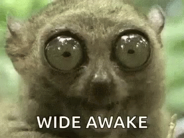 Close-Up Lemur Eyes Wide Awake