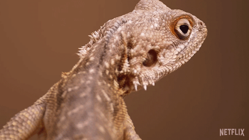 Close Up Lizard With Netflix Logo