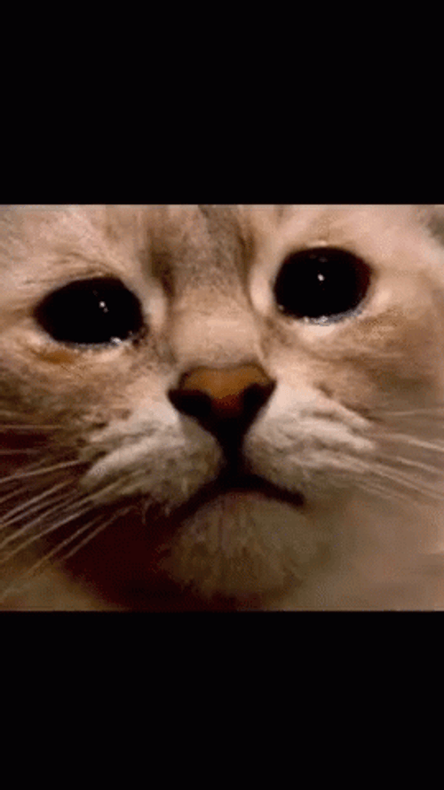 Close Up Look Of Crying Cat GIF