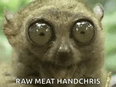 Close Up Monkey Big Eyes Raw Meat Handchris