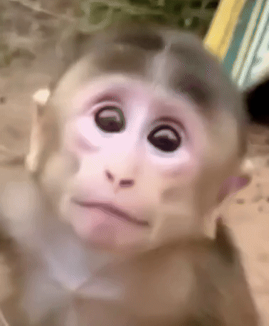 Close Up Monkey Face Sad GIF