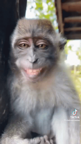 Close Up Monkey With Funny Face