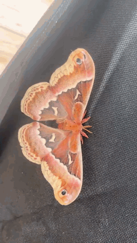 Close Up Moth Wings With Black Eye GIF