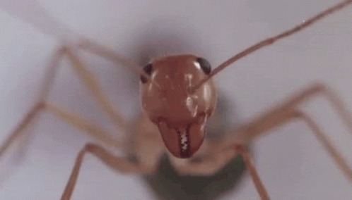 Close Up of Ant's Head