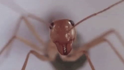 Close Up of Ant's Head