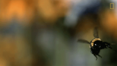 Close Up Of Bee Flying With National Geographic Logo GIF