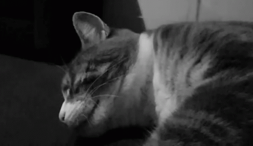 Close Up Of Black And White Cat Face GIF