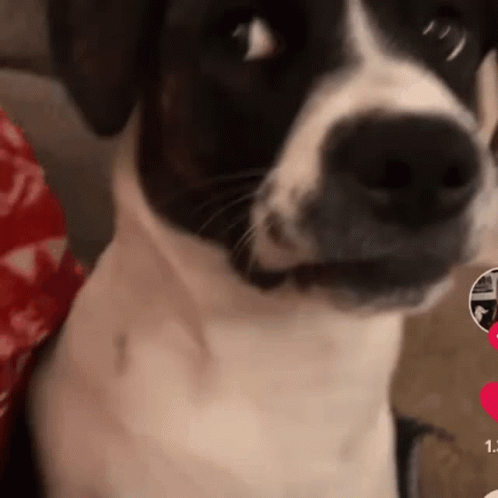 Close Up Of Black And White Dog Face GIF
