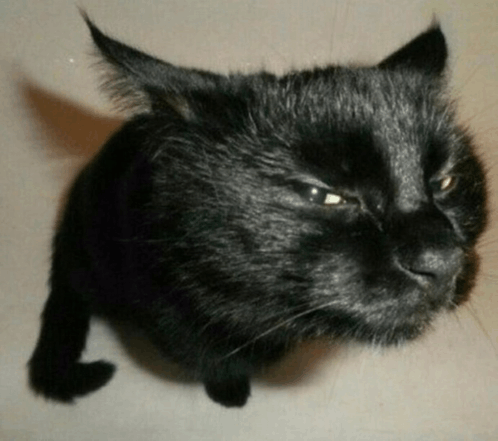 Close Up of Black Cat's Face