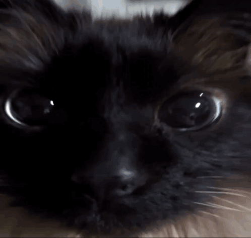 Close Up of Black Cat With Finger Pointing