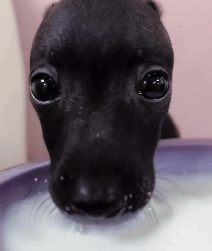 Close Up of Black Dog Drinking Milk