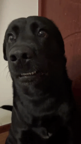 Close Up of Black Dog's Face